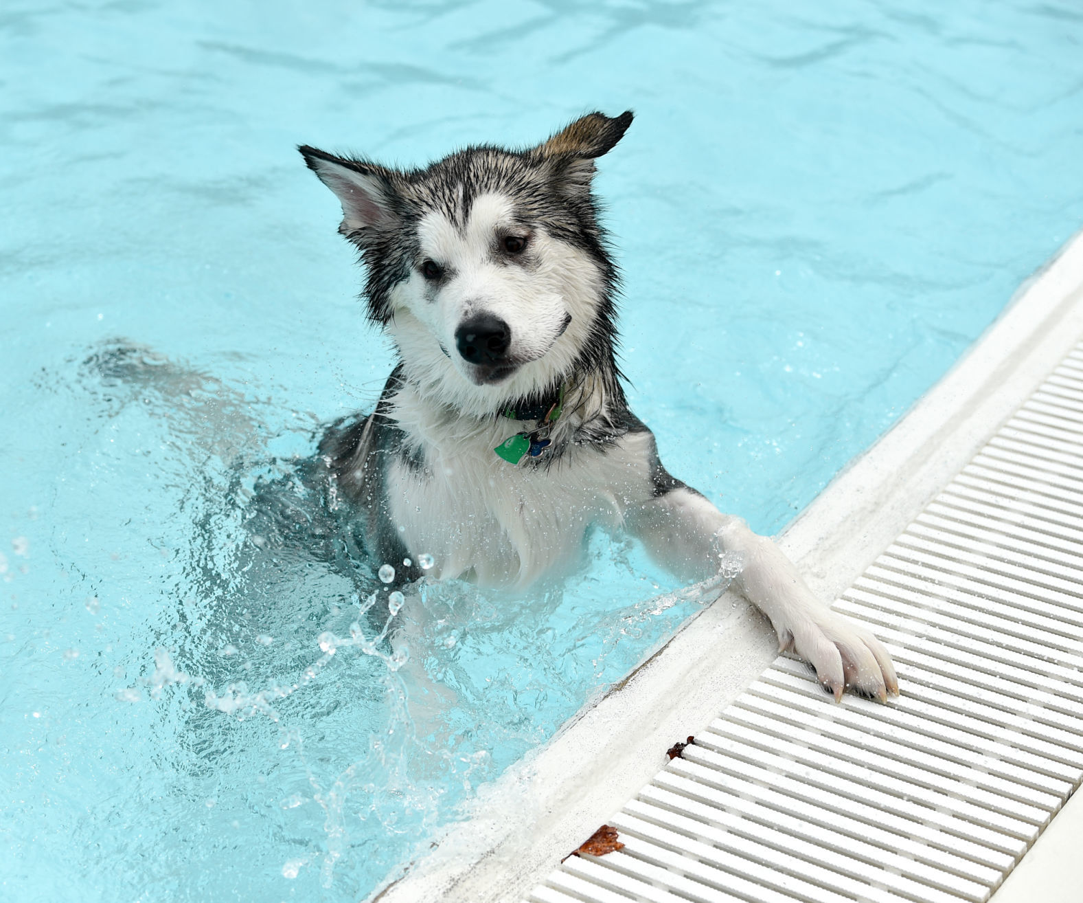 082919-bet-doggysplash-107a.JPG